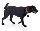 Der GPS-Sender fr Hunde von „Wo ist Lilly?“ wiegt leichte 50 Gramm und beeintrchtigt den Hund zu keiner Zeit.
