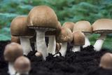 Vitalpilz Agaricus blazei murill (ABM) oder Mandelpilz