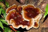 Der Vitalpilz Reishi