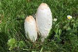 Vitalpilz Coprinus comatus